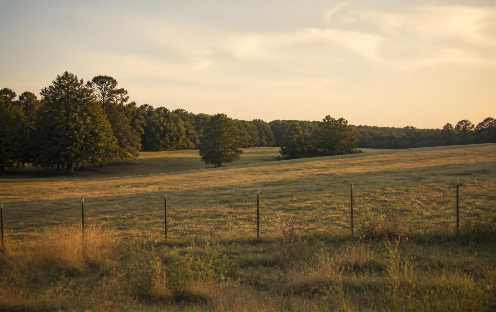 Open pasture and treeline at golden hour in North Mississippi